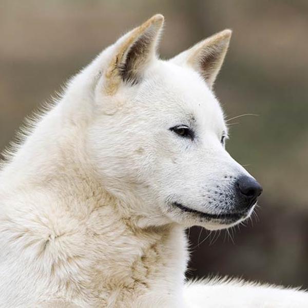 Jindo